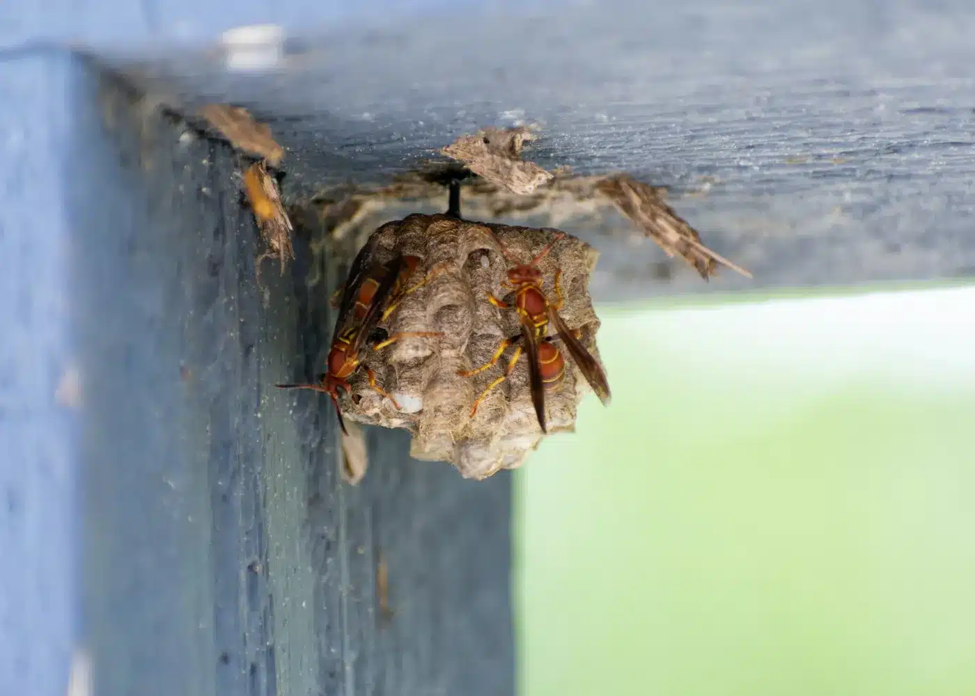 Brown paper wasp resting on timber