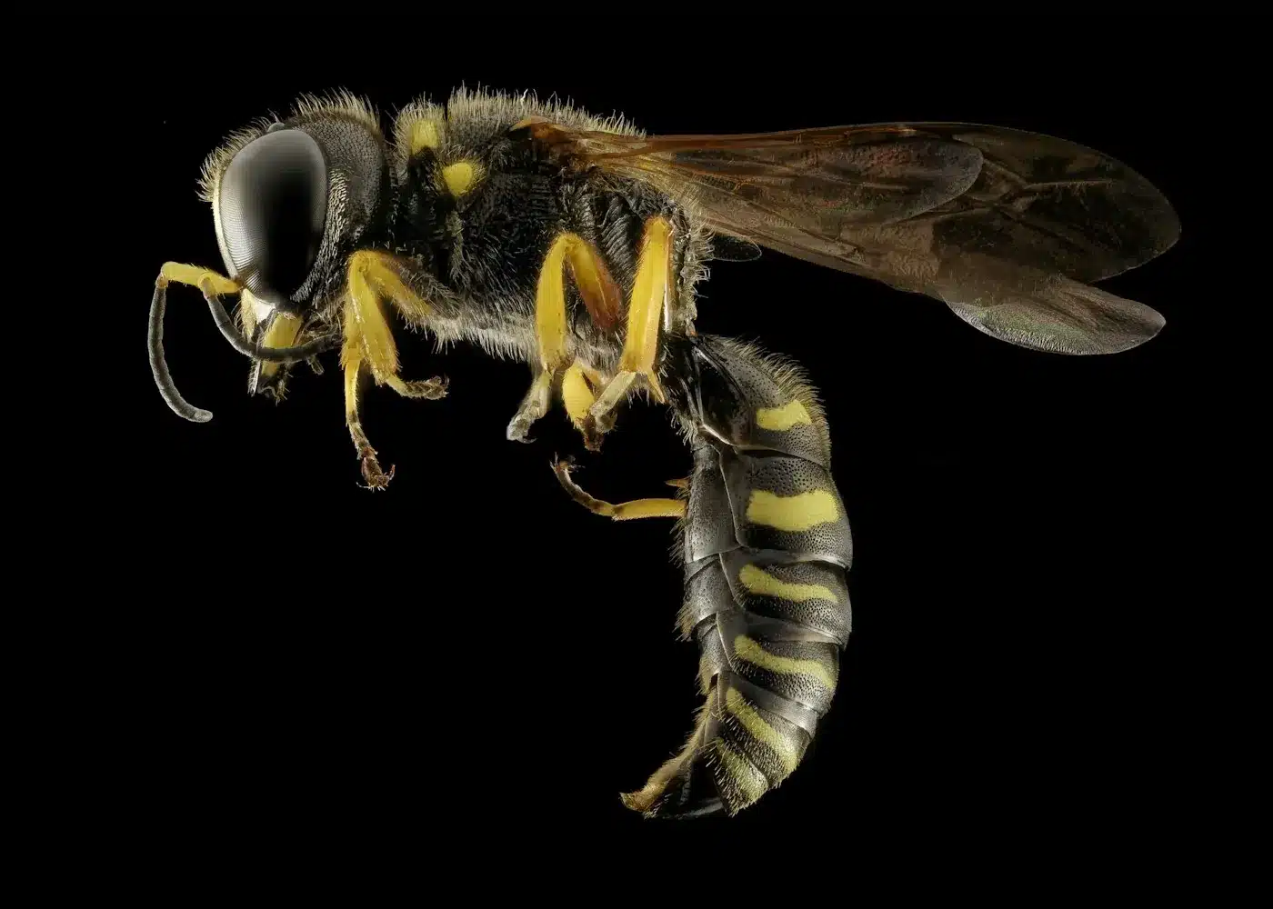 Common or English wasp, black and yellow, close up