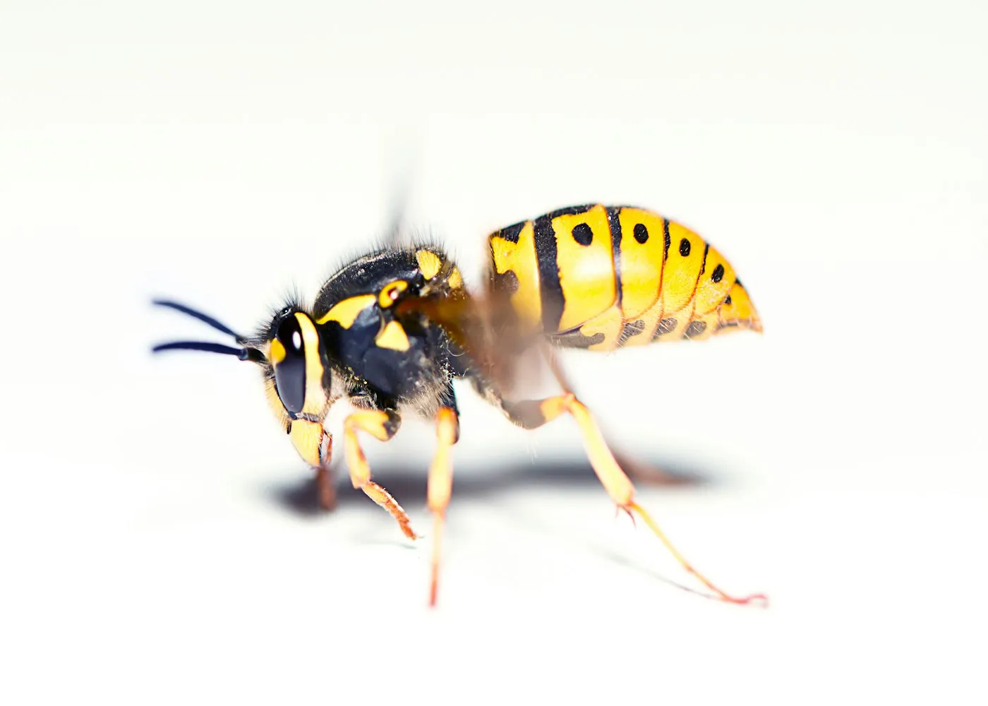 European paper wasp on a pale surface