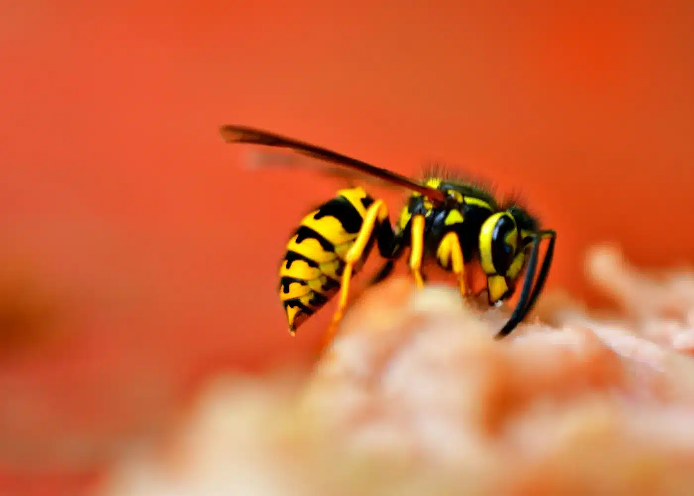 European wasp close up in Melbourne