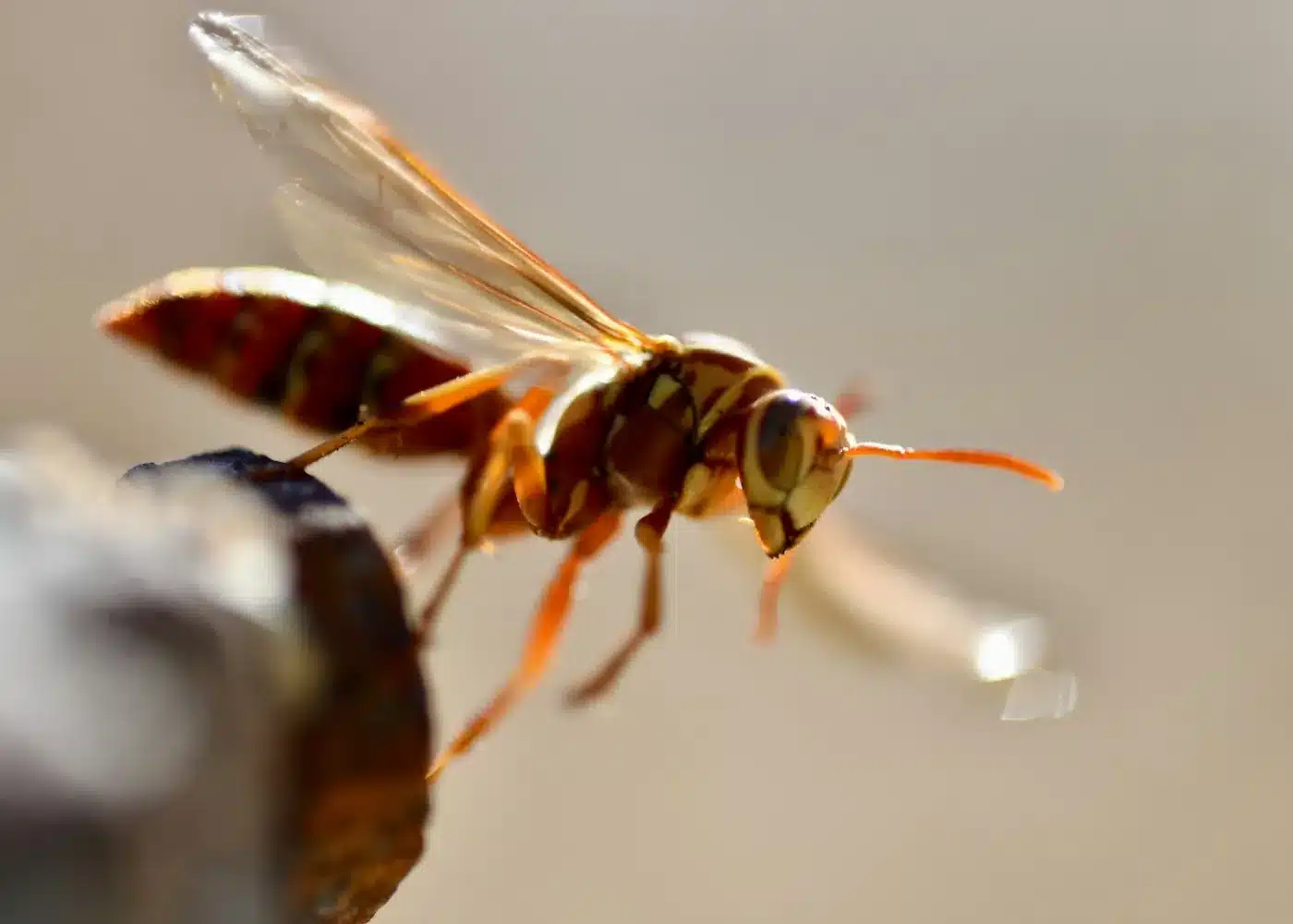 Mud dauber wasp, slender with a long waist