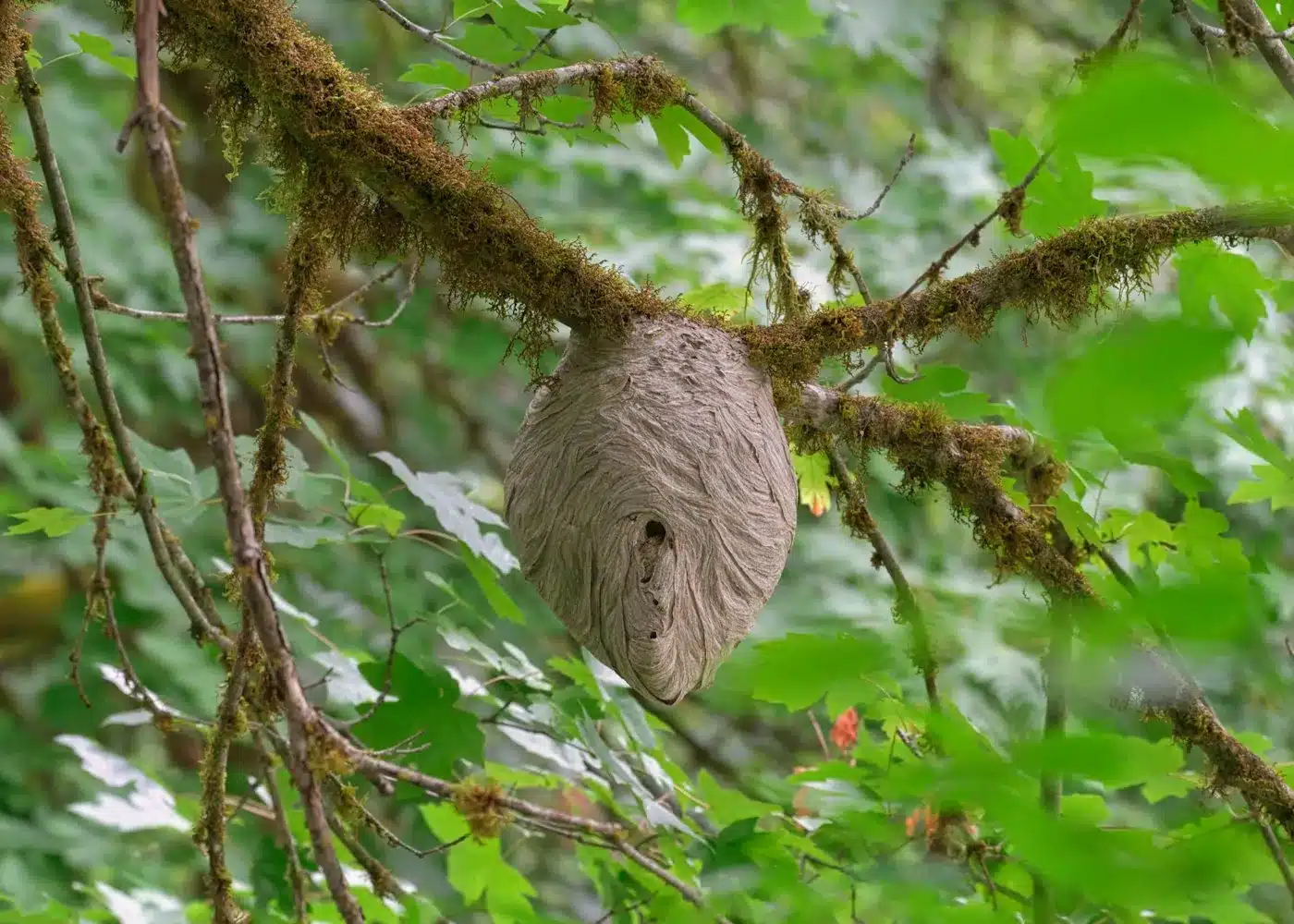 Grey papery wasp nest hanging in foliage