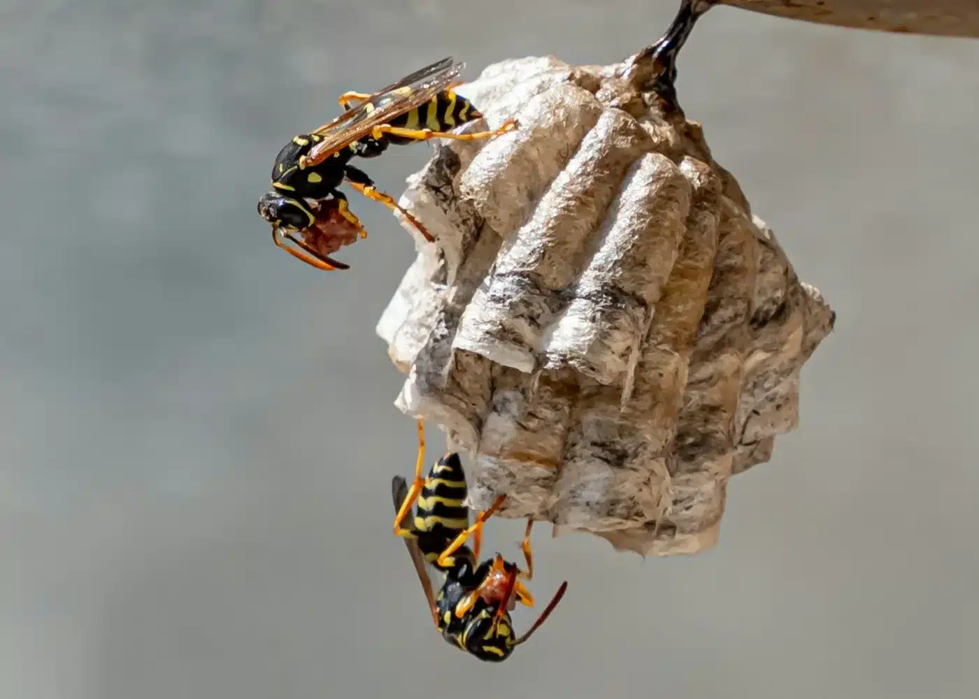 Sand wasps clustered on a rock