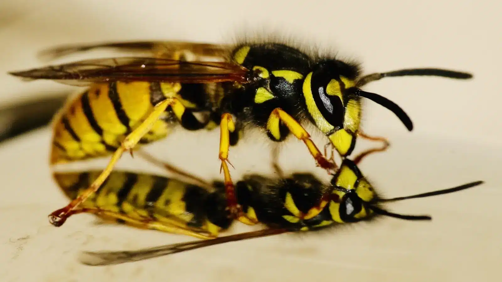 European wasp close up in Melbourne