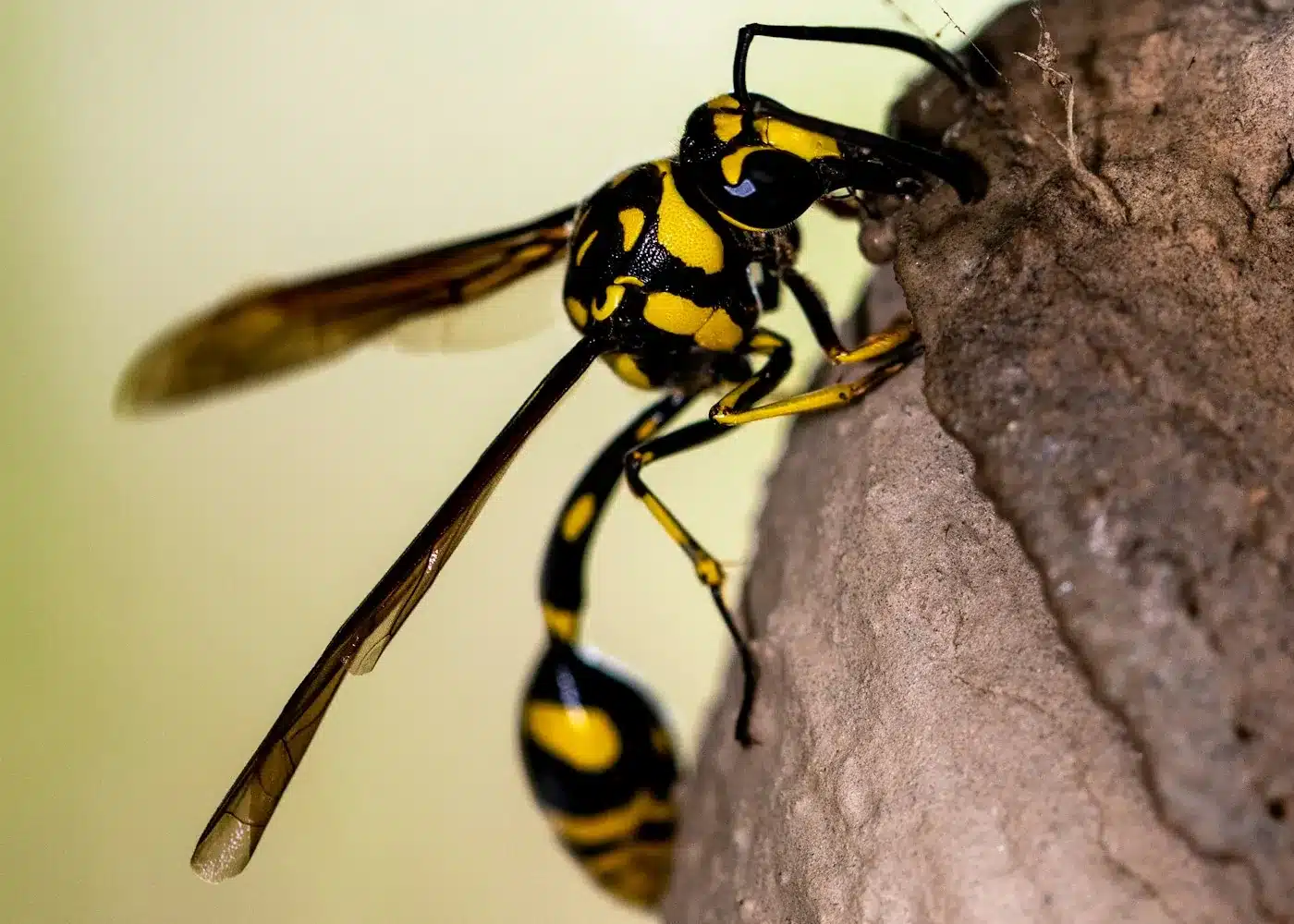 Wasp nest under the eaves of a Melbourne home