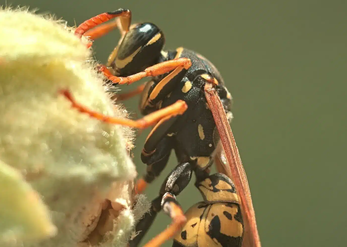 Wasp near an outdoor dining area